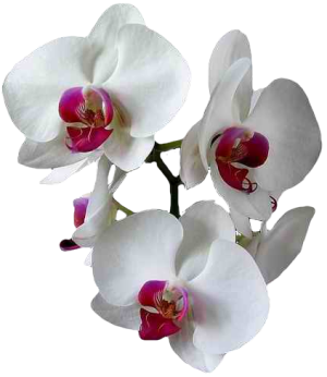 Orchidea Temetkezés és Virágüzlet